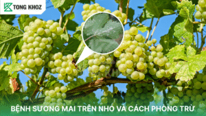 bệnh sương mai trên nho