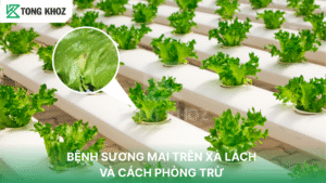 Bệnh sương mai trên xà lách