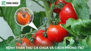 bệnh thán thư cà chua