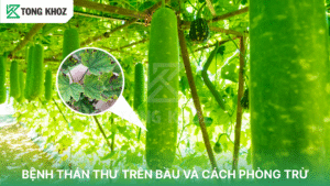 bệnh thán thư trên bầu