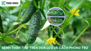 bệnh thán thư trên dưa leo