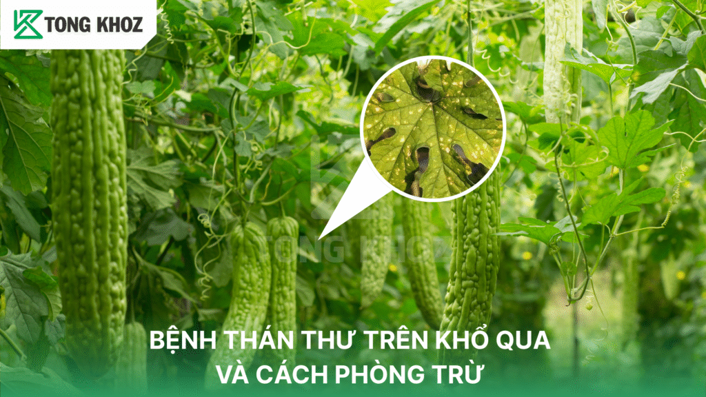 bệnh thán thư trên khổ qua