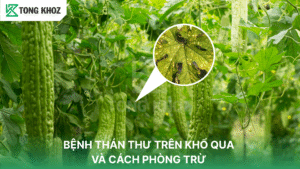 bệnh thán thư trên khổ qua