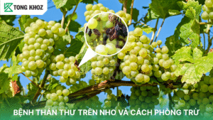 bệnh thán thư trên nho