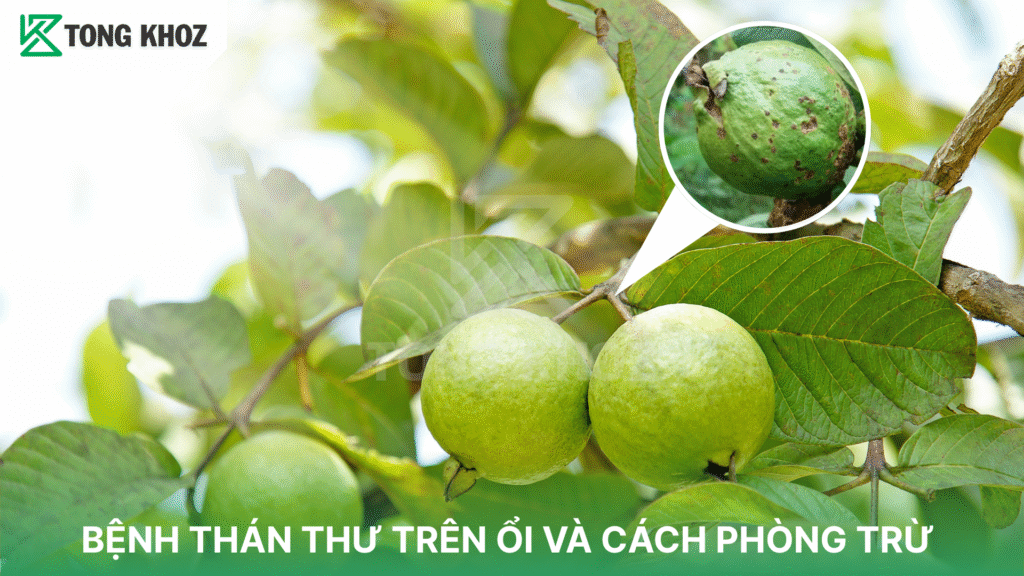 bệnh thán thư trên ổi