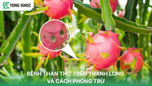 bệnh thán thư trên thanh long