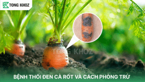 Bệnh thối đen cà rốt