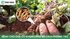 Bệnh thối đen củ khoai lang