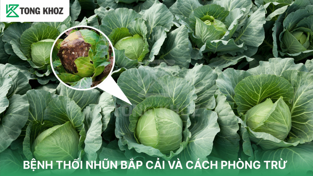 bệnh thối nhũn bắp cải
