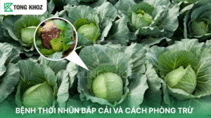 bệnh thối nhũn bắp cải