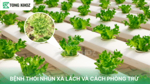 bệnh thối nhũn xà lách