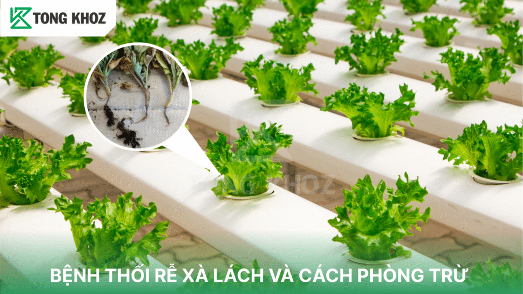 bệnh thối rễ xà lách