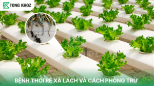 bệnh thối rễ xà lách