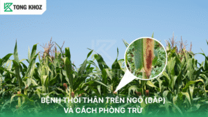 Bệnh thối thân trên ngô