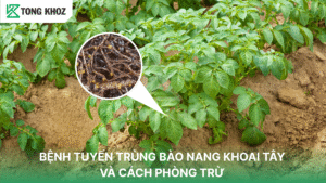 tuyến trùng bào nang khoai tây
