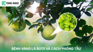Bệnh vàng lá bưởi