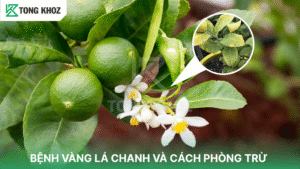 Bệnh vàng lá cây chanh