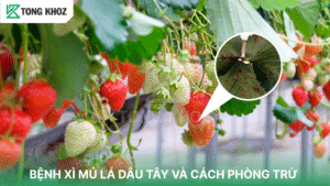 bệnh xì mủ lá dâu tây