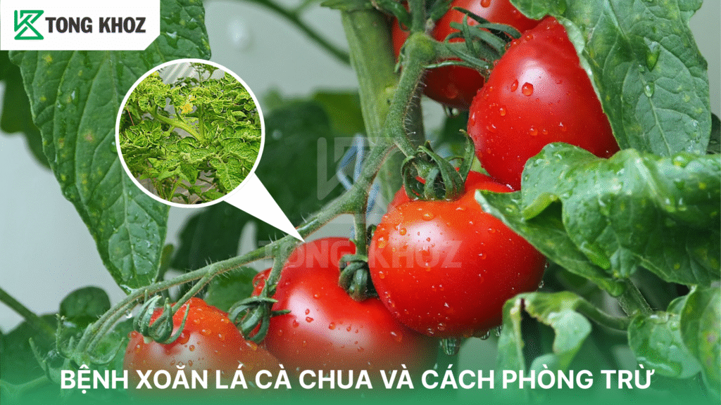 bệnh xoắn lá cà chua