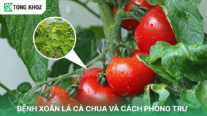 bệnh xoắn lá cà chua
