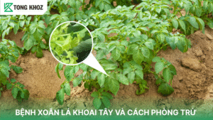 bệnh xoăn lá khoai tây