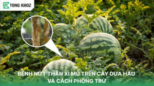 bệnh nứt thân xì mủ trên cây dưa hấu