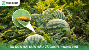 bọ dưa hại dưa hấu