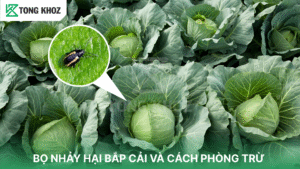 bọ nhảy hại bắp cải