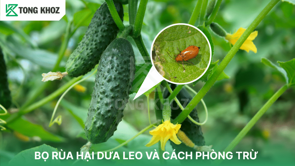 bọ rùa hại dưa leo