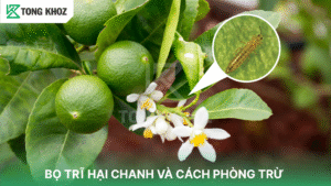 bọ trĩ hại chanh
