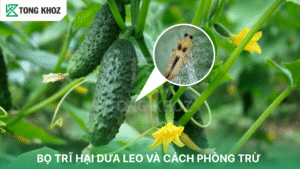 bọ trĩ hại dưa leo
