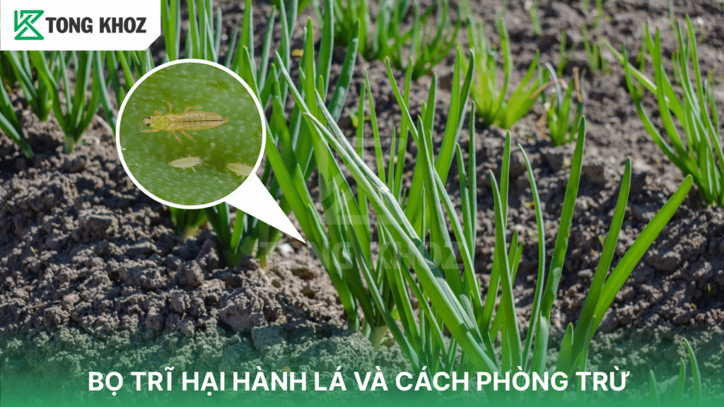 Bọ trĩ hại hành lá