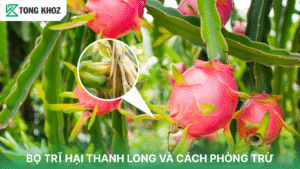 bọ trĩ hại thanh long