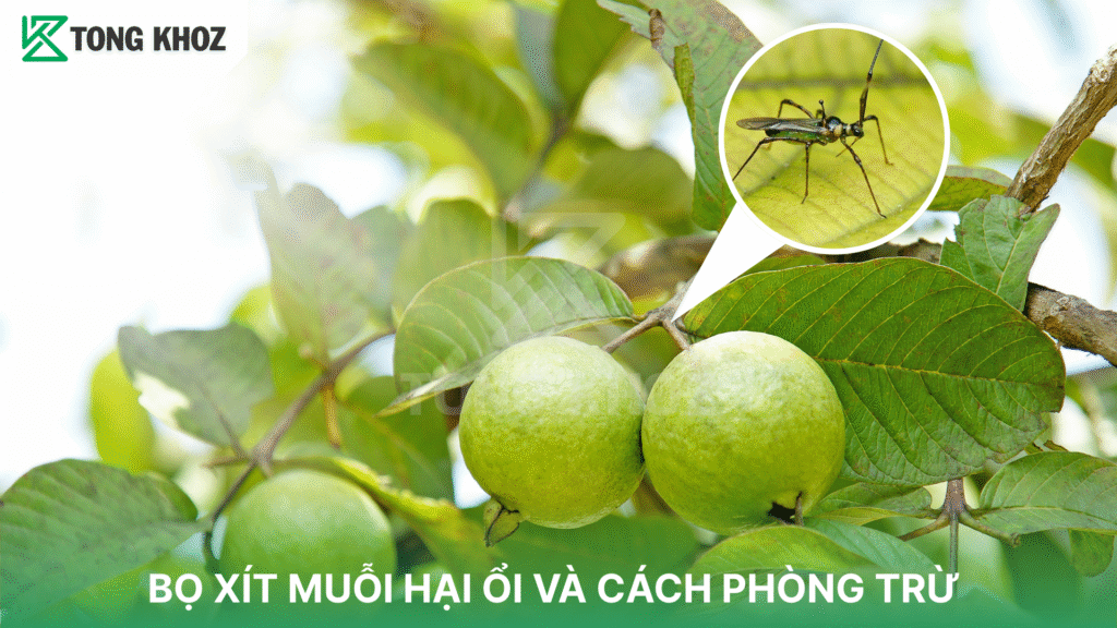 bọ xít muỗi hại ổi
