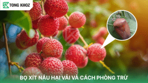 bọ xít nâu hại vải