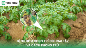 bệnh đốm vòng trên khoai tây