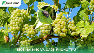 mọt hại nho