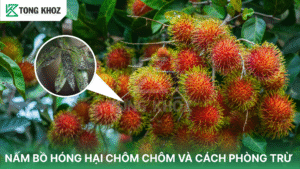 nấm bồ hóng hại chôm chôm