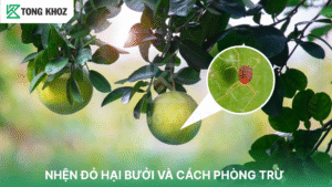 Nhện đỏ hại bưởi