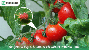 nhện đỏ hại cà chua