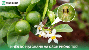 nhện đỏ hại chanh