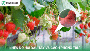 nhện đỏ hại dâu tây