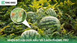nhện đỏ hại dưa hấu