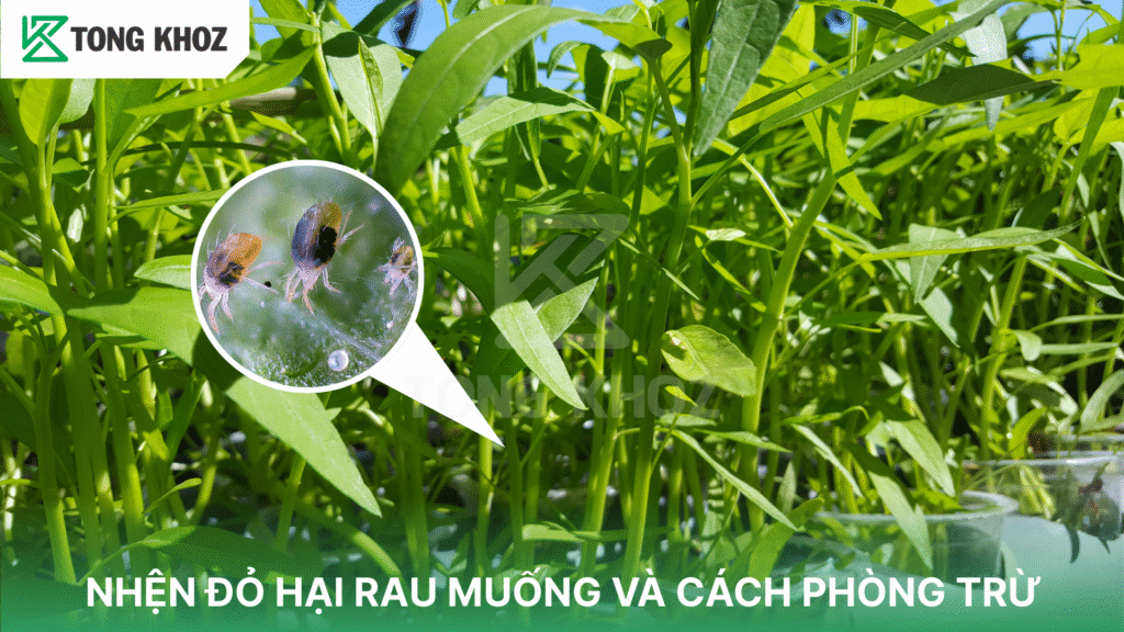 nhện đỏ hại rau muống