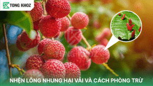 Nhện lông nhung hại vải