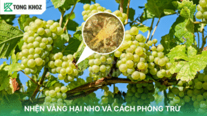nhện vàng hại nho