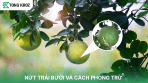 Nứt trái bưởi