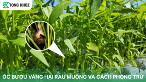 ốc bươu vàng hại rau màu