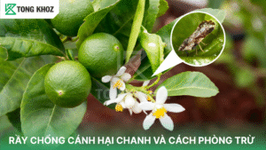 rầy chổng cánh hại chanh