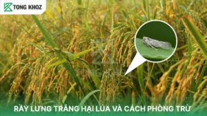 rầy lưng trắng hại lúa